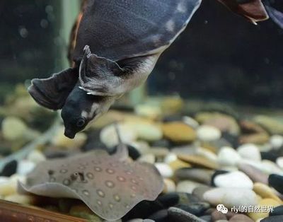 豬鼻龜的特點都有什么：豬鼻龜(cites)豬鼻龜(cites)