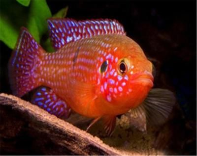 招財魚能和金龍魚一起養嗎圖片大全：招財魚與金龍魚，能否共舞水族世界？
