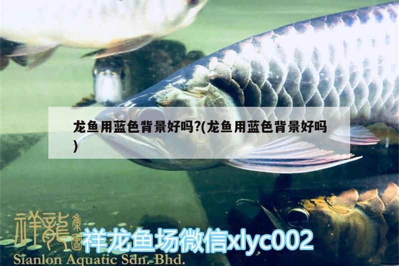 小四李亞四回來第一天打卡漂亮的胸鰭 李亞四龍魚 第2張 小四李亞四回來第一天打卡漂亮的胸鰭 小四李亞四回來第一天打卡漂亮的胸鰭 李亞四龍魚 第2張