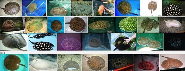 珍珠魟魚養(yǎng)公的還是母的：養(yǎng)殖珍珠魟魚的性別識別、繁殖需求、繁殖需求、繁殖需求