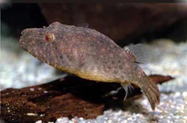 鎮(zhèn)宅最厲害的三種動(dòng)物，風(fēng)水靈獸的千年守護(hù)之謎，千年風(fēng)水之謎，鎮(zhèn)宅最靈的三大神獸守護(hù)秘辛