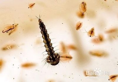 鎮(zhèn)宅最厲害的三種魚，風水靈物背后的千年智慧，鎮(zhèn)宅三寶，揭秘風水靈物千年智慧中的最強招財魚