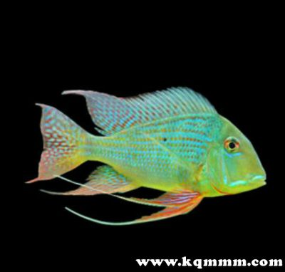 觀賞魚能不能帶上火車（觀賞魚能否帶上火車）