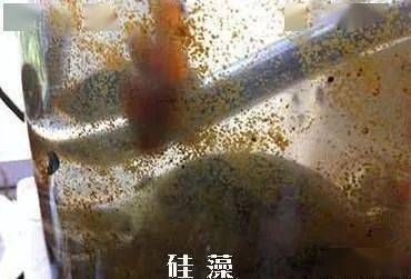 鎮宅最忌三種魚，養錯魚反而招災破財！鎮宅最忌三種魚，養錯魚反而招災破財！