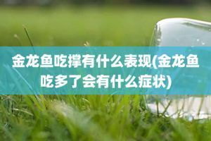 金龍魚過飽癥狀有哪些：金龍魚過飽可能會導致一系列的健康問題，金龍魚食欲減退怎么辦