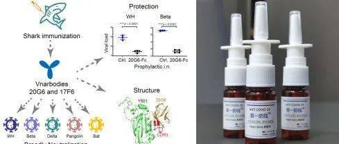 鎮(zhèn)宅最吉利的6種魚，招財納福的風水靈物，鎮(zhèn)宅招財必養(yǎng)！6種風水靈魚助你納福旺運