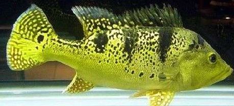 鎮宅青龍的擺放位置與風水講究，詳解方位、禁忌與開運妙招，鎮宅青龍的風水布局指南，方位、禁忌與開運全解析