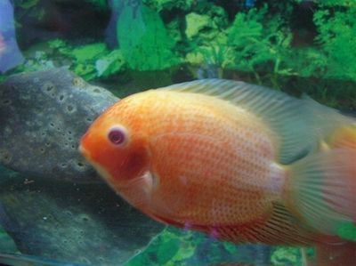 菠蘿魚怎么養（菠蘿魚的養殖技巧）