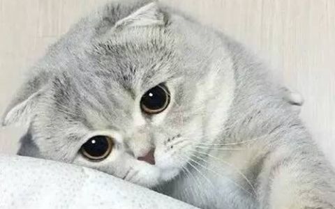 鎮宅龍龜可以埋在土里嗎？風水擺放的禁忌與講究，鎮宅龍龜能否埋土里？風水擺放禁忌與講究全解析