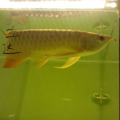 25cm過背金龍魚的價格是多少：25cm過背金龍魚價格大致在1580元至10000元之間