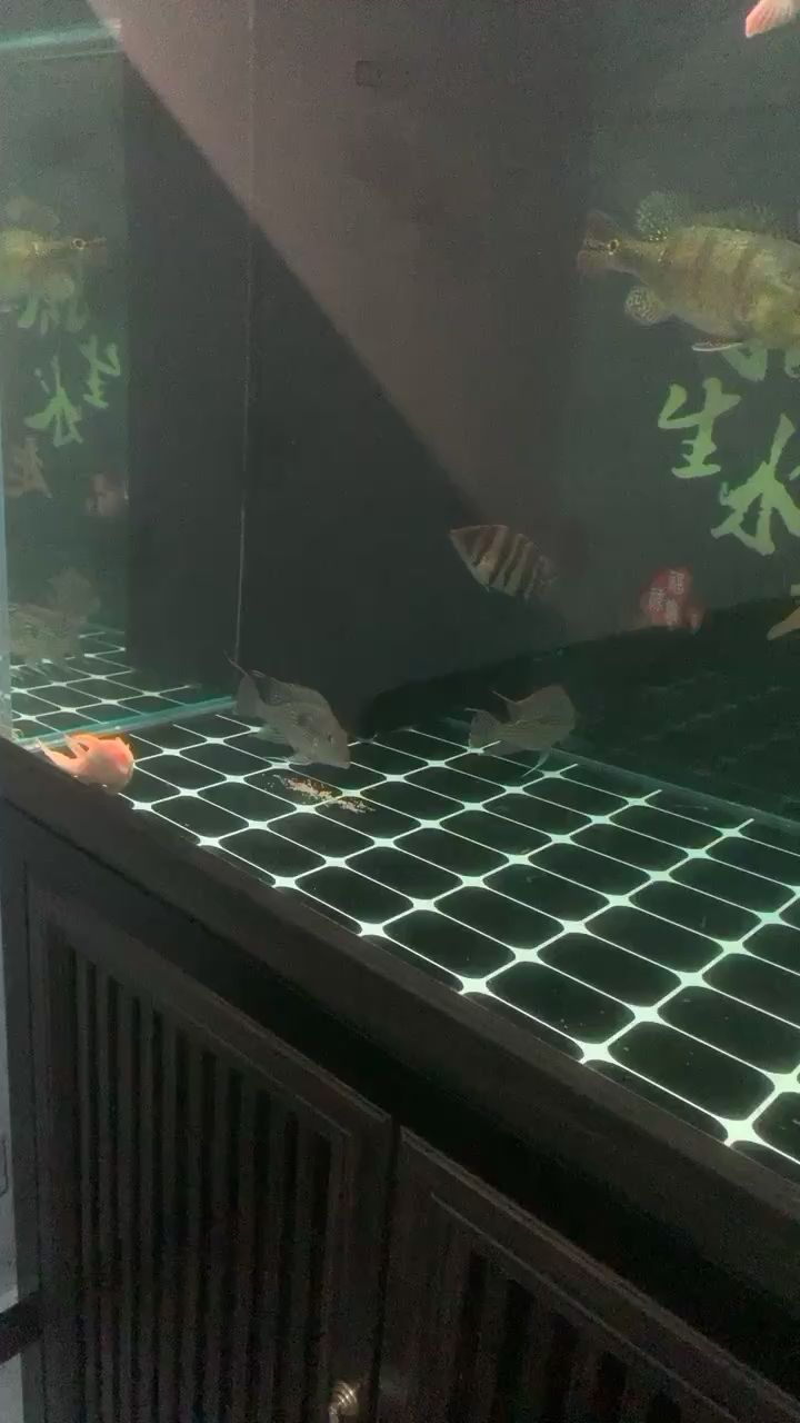 元寶鳳凰產卵了