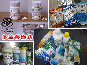 鎮宅風水魚，招財納福的靈性之選，鎮宅風水魚，招財納福的靈性之選