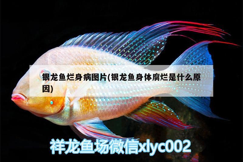 魚藥 銀龍魚爛身病圖片(銀龍魚身體腐爛是什么原因) 銀龍魚百科 銀龍魚爛身病圖片(銀龍魚身體腐爛是什么原因) 銀龍魚爛身病圖片(銀龍魚身體腐爛是什么原因) 銀龍魚百科