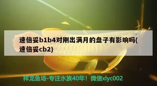速倍妥b1b4對剛出滿月的盤子有影響嗎(速倍妥cb2)