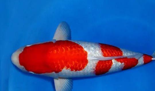 十大名貴蝴蝶鯉（十大名貴蝴蝶鯉品種及其特點）