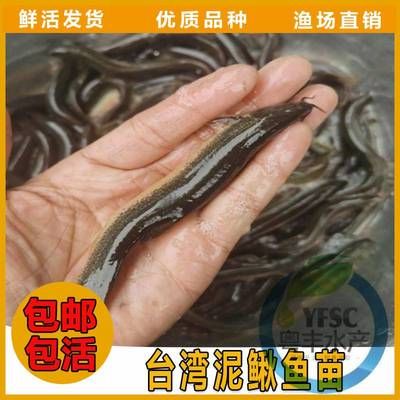 這是什么魚？拍照識(shí)別技術(shù)帶你輕松認(rèn)識(shí)各種魚類，拍照識(shí)魚神器，一鍵識(shí)別讓你秒變魚類專家