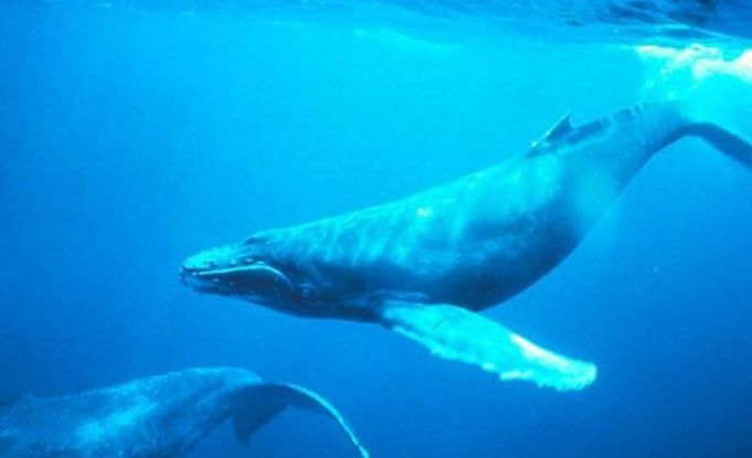 水族館一般多少錢一平方（水族生物采購成本分析水族生物采購成本分析） 水族館一般多少錢一平方（水族生物采購成本分析水族生物采購成本分析） 水族館百科（水族館加盟） 第3張