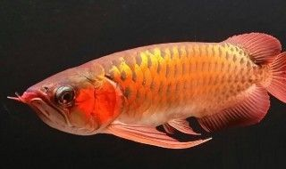 龍魚不吃食一招教你解決vs祥龍魚場(chǎng)：第28屆中國國際寵物水族展覽會(huì)5.62k2祥龍魚拒食