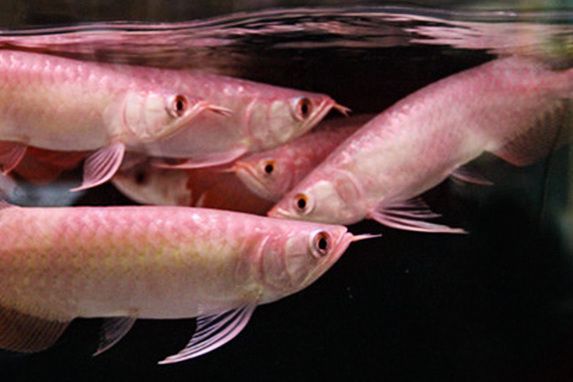 龍魚不吃食一招教你解決vs祥龍魚場(chǎng)：第28屆中國國際寵物水族展覽會(huì)5.62k2祥龍魚拒食