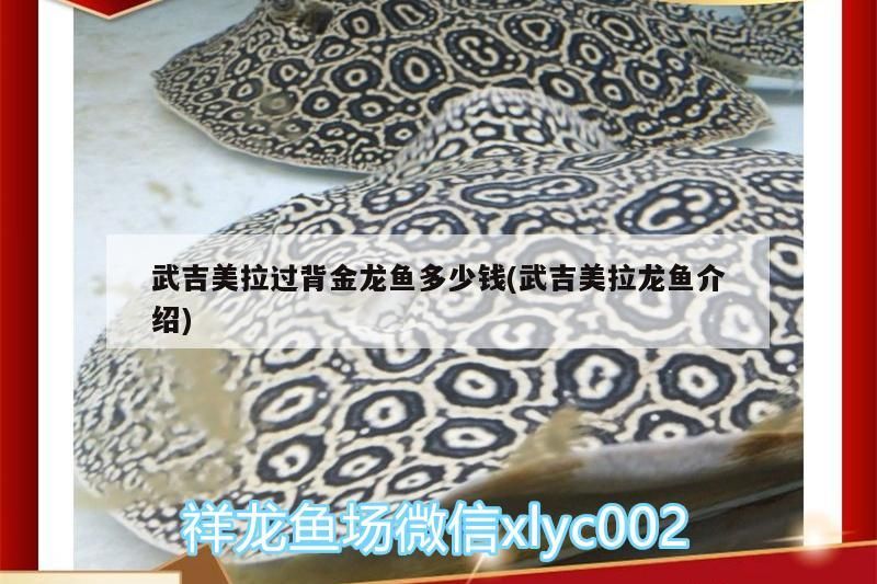 武吉美拉過背金龍魚多少錢(武吉美拉龍魚介紹)