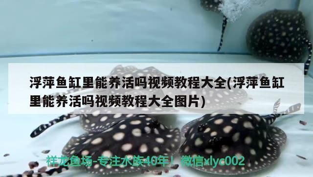 浮萍魚缸里能養(yǎng)活嗎視頻教程大全(浮萍魚缸里能養(yǎng)活嗎視頻教程大全圖片)