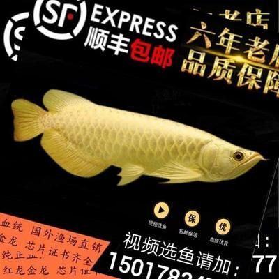 藍珀金龍魚血統(tǒng)證書查詢：如何查詢藍珀金龍魚的血統(tǒng)證書