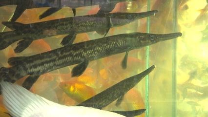 觀賞魚市場價格調查（觀賞魚市場價格的影響因素）