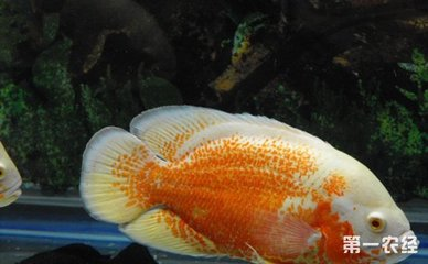 招財(cái)魚最忌三種魚，混養(yǎng)需謹(jǐn)慎，避免相克相沖，招財(cái)魚混養(yǎng)禁忌，這三種魚切勿同缸，小心相克相沖！