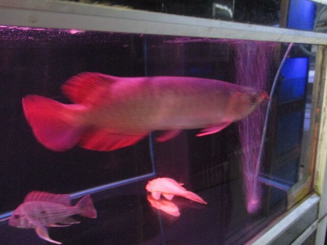 招財魚最低水溫是多少？如何科學調控水溫確保魚兒健康，招財魚最低水溫要求及科學調控方法全解析