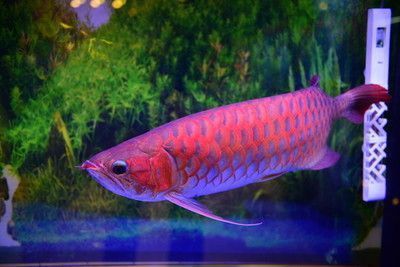 金龍魚幼魚光照周期最佳實踐：如何模擬自然光照周期養魚,金龍魚幼魚光照周期調整技巧
