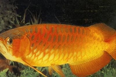 金龍魚幼魚光照周期最佳實踐：如何模擬自然光照周期養魚,金龍魚幼魚光照周期調整技巧