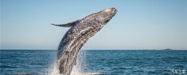 招財(cái)魚一般養(yǎng)幾條最吉利？風(fēng)水寓意與飼養(yǎng)指南，招財(cái)魚養(yǎng)幾條最吉利？風(fēng)水寓意與科學(xué)飼養(yǎng)全解析