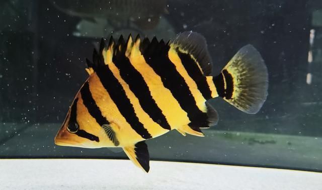 招財魚一般養(yǎng)幾條是最好？科學(xué)養(yǎng)殖指南，招財魚最佳養(yǎng)殖數(shù)量與科學(xué)飼養(yǎng)指南