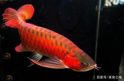 招財魚養一公一母可以嗎？飼養技巧與注意事項，招財魚一公一母混養指南，飼養技巧與注意事項