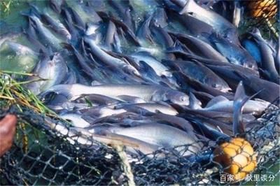 魚缸長(zhǎng)褐藻不長(zhǎng)綠藻怎么辦視頻（魚缸長(zhǎng)褐藻不長(zhǎng)綠藻怎么辦視頻教程）