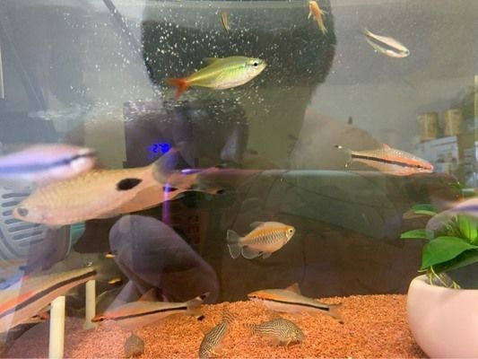 南美缸用馬印神燈：南美缸是否使用馬印神燈