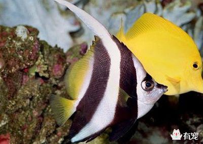 招財魚養公的好還是母的好？全面解析公母招財魚的優缺點，公母招財魚哪個更好養？全面對比優缺點幫你選