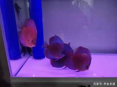 招財魚和龍魚混養打架怎么辦啊視頻：招財魚與龍魚混養打架的解決之道