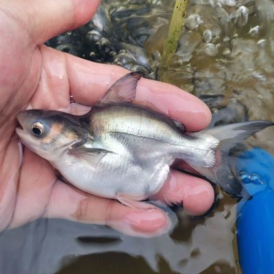 成吉思汗鯊（球鯊）魚（成吉思汗鯊的選擇和飼養技巧）