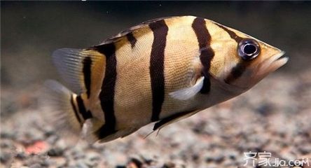 養殖虎魚：養殖虎魚的注意事項 養殖虎魚：養殖虎魚的注意事項 虎魚百科 第1張