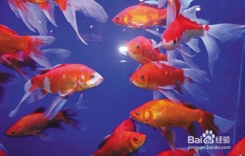 招財魚水溫18度會死嗎？如何正確調節水溫保障魚的健康，招財魚在18度水溫下的生存指南與正確調節方法