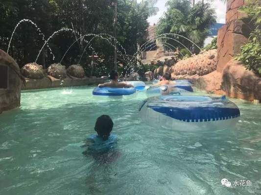 招財魚和龍魚混養行不行：招財魚與龍魚混養，打造水族箱中的和諧共生之美