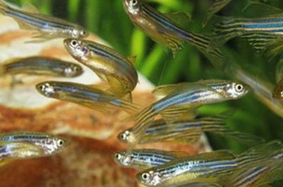 招財魚壽命快到了的表現，如何識別并妥善照顧，招財魚壽命將至的征兆及臨終關懷指南