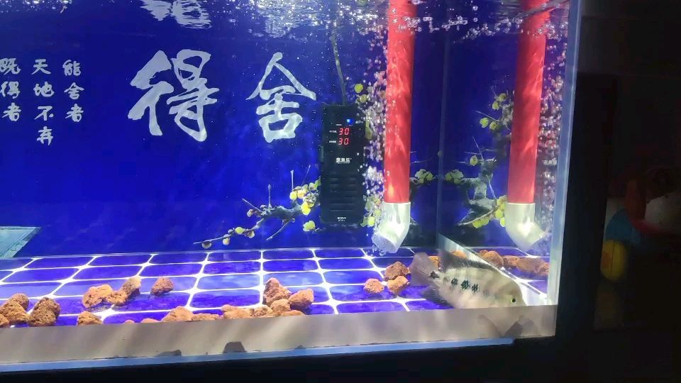 洛陽哪里有賣魚缸的實體店啊多少錢一個（ 洛陽魚缸批發市場在哪里） 洛陽哪里有賣魚缸的實體店啊多少錢一個（ 洛陽魚缸批發市場在哪里） 龍魚之家