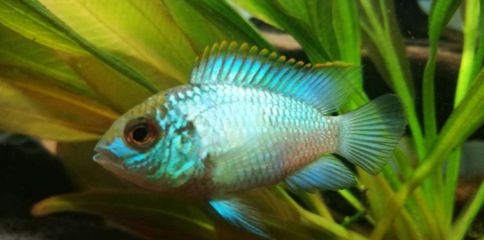 招財魚的壽命，能活多少年？招財魚能活多少年？揭秘其壽命與養護關鍵