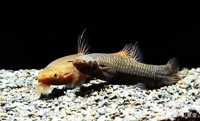 觀賞魚的定義（養(yǎng)好觀賞魚需要注意以下幾點）