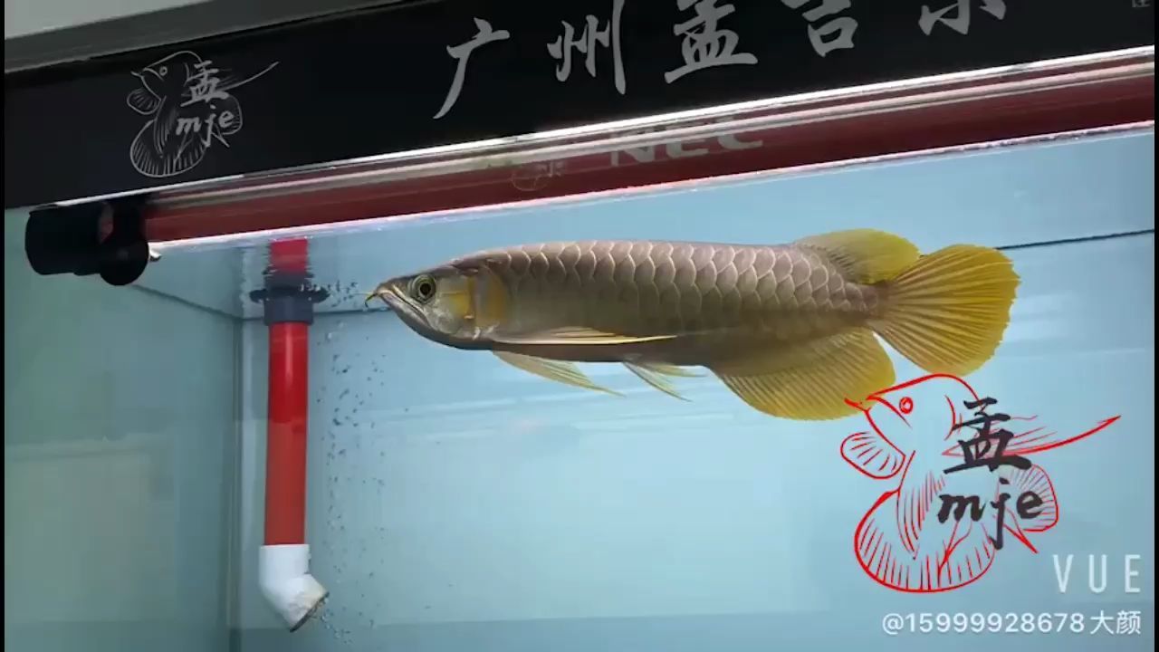 盤錦水族館孟吉爾～萬吉巨尾大胸 盤錦水族館孟吉爾～萬吉巨尾大胸 廣州孟吉爾 第2張