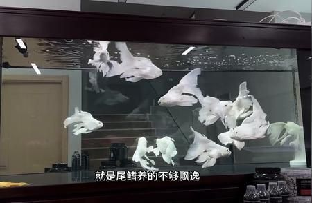 蝴蝶鯉普身能養出精品么（普身蝴蝶鯉養殖技巧是關鍵要點,普身蝴蝶鯉養殖技巧）