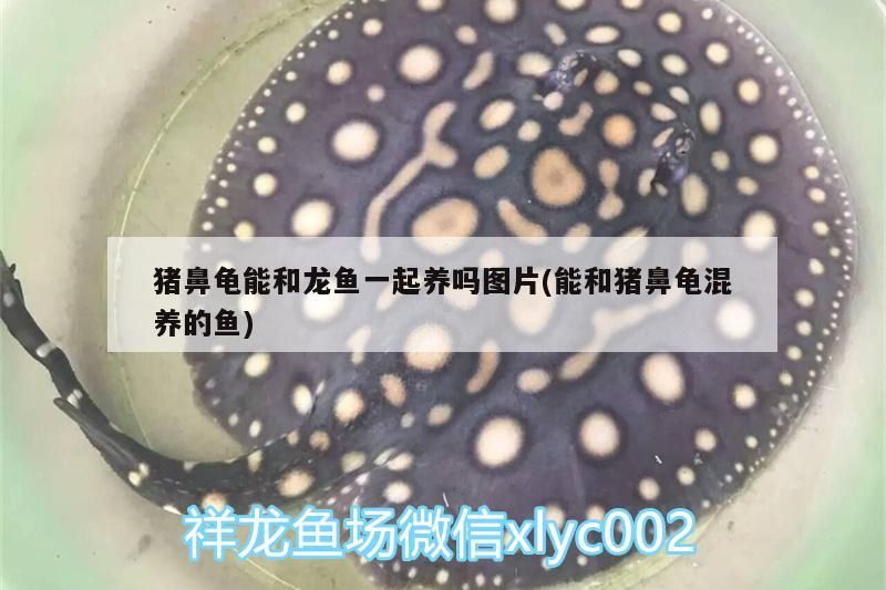 豬鼻龜能和龍魚一起養嗎圖片(能和豬鼻龜混養的魚)