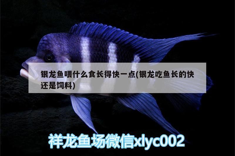 銀龍魚喂什么食長得快一點(銀龍吃魚長的快還是飼料)